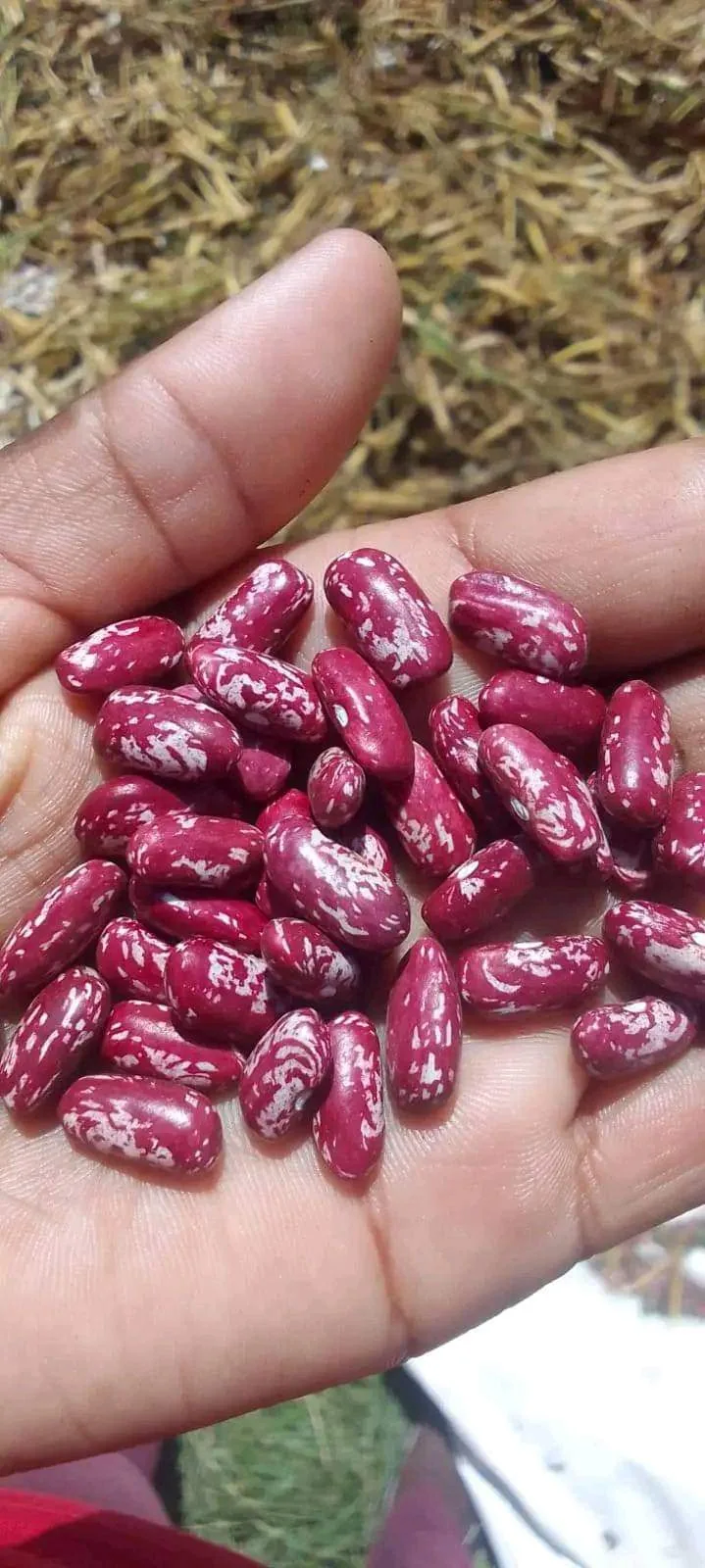 A hand holding harvested speckled beans