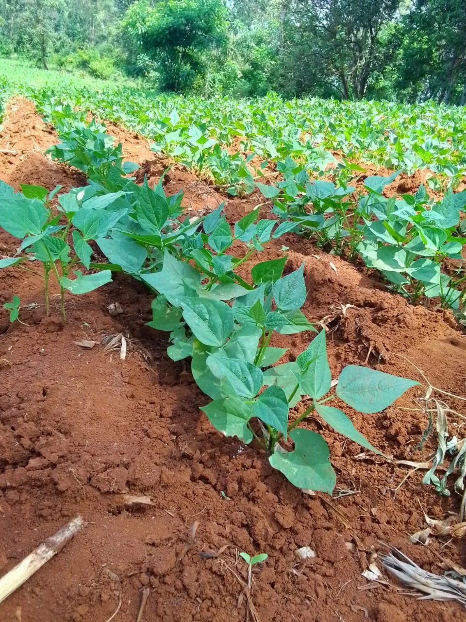 Young crops planted in rows