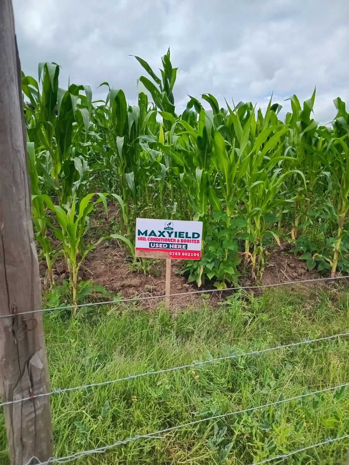 Maize in the supplied field photographs