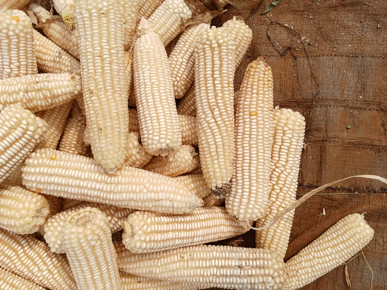 Harvested maize cobs