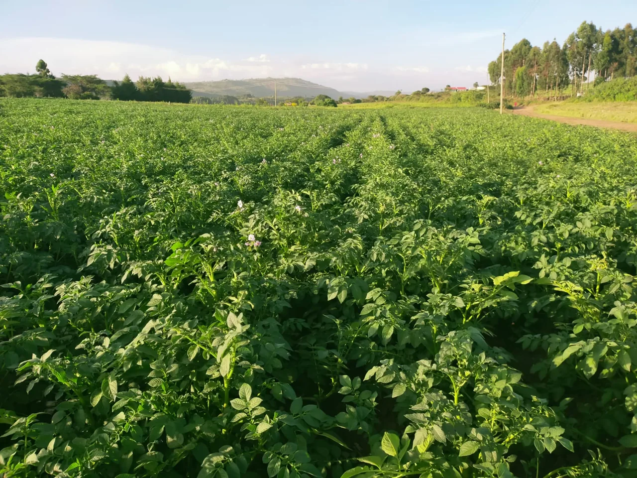 Flowering potato field