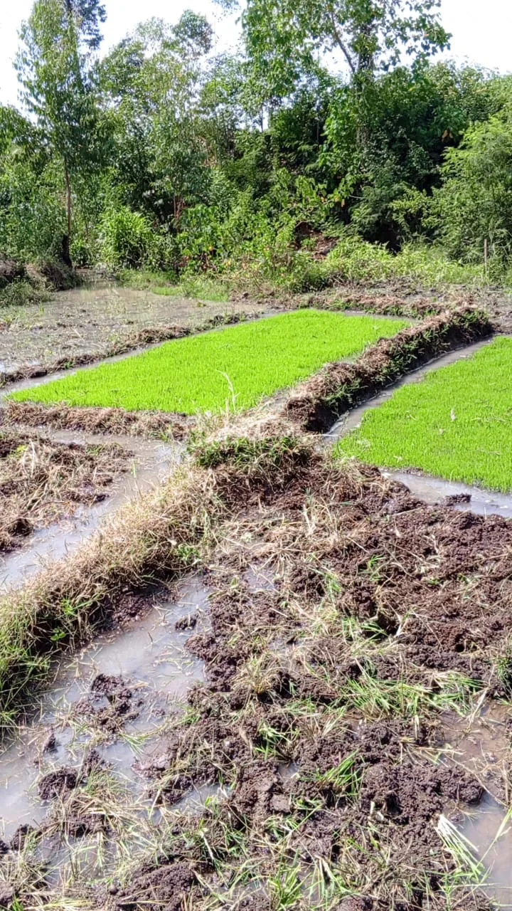 Rice seedlings growing in nursery beds