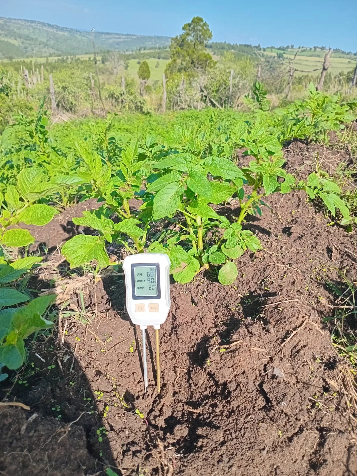 Soil measurement in a potato field