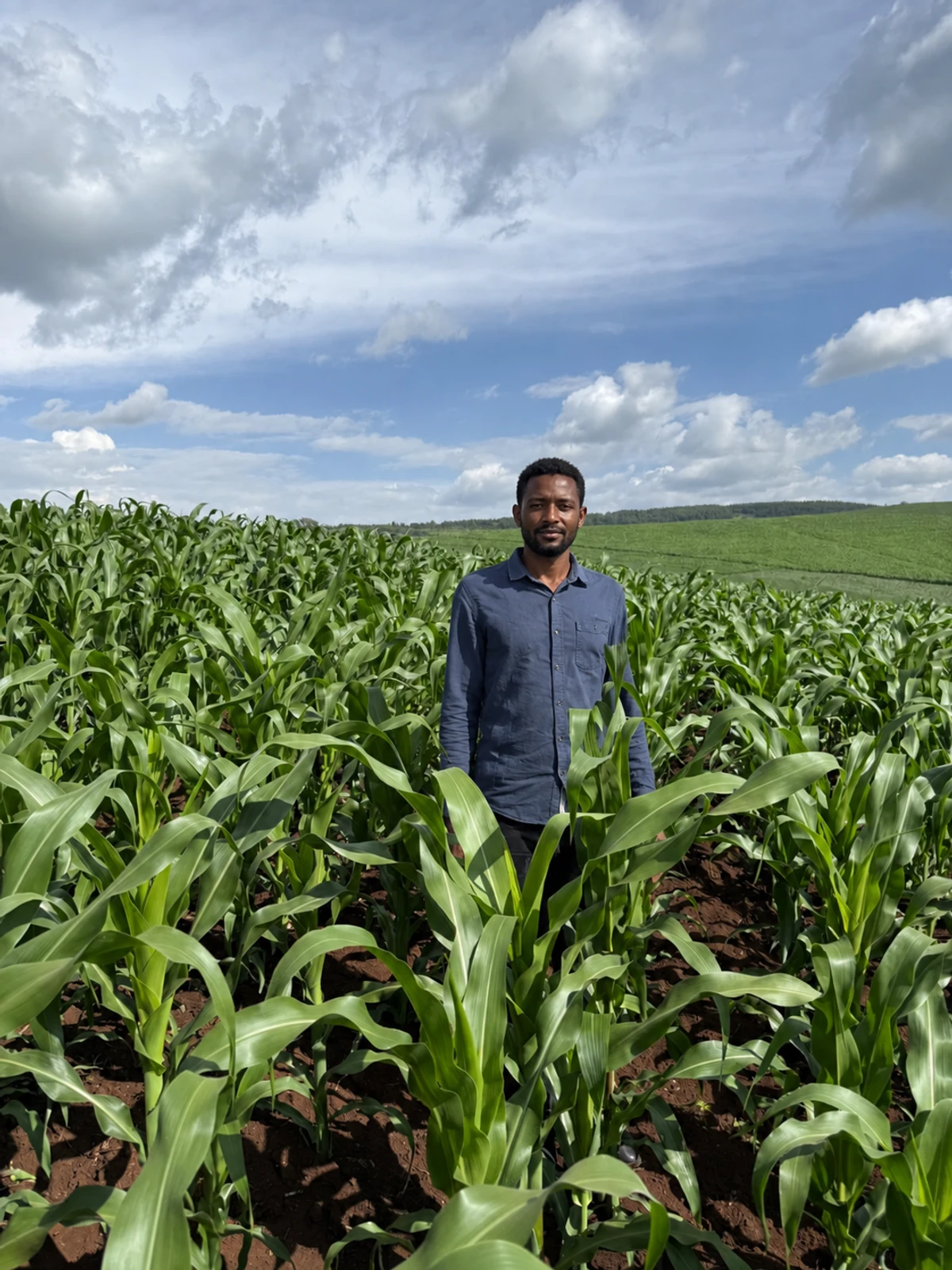 Illustratively edited maize without Maxyield; visitor shown with fictional face and clothing