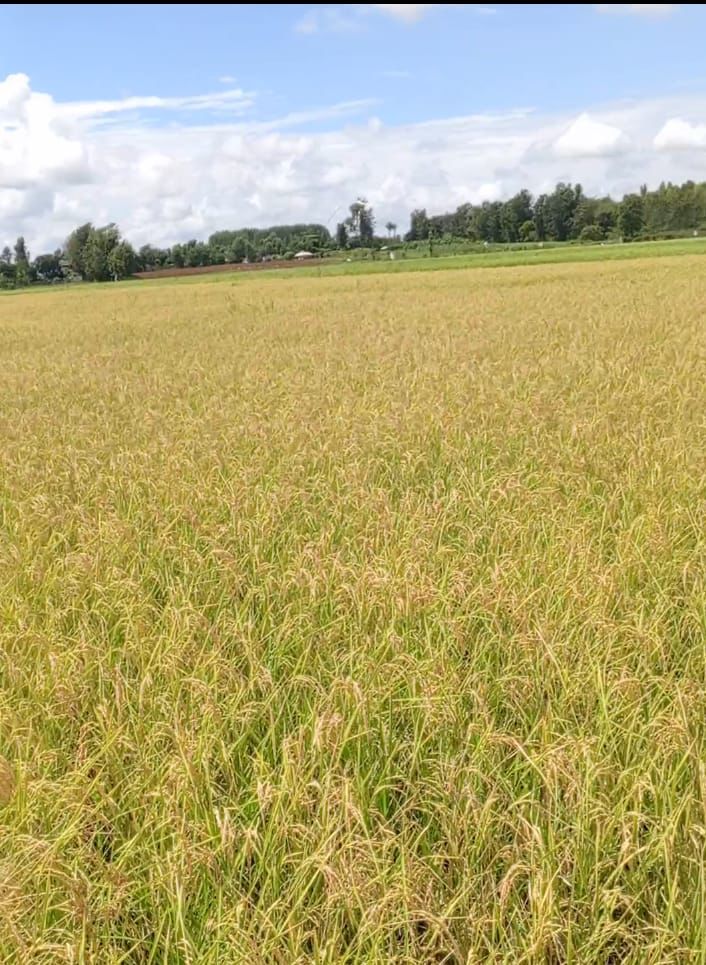 Mature rice crop approaching harvest in a Kenyan field