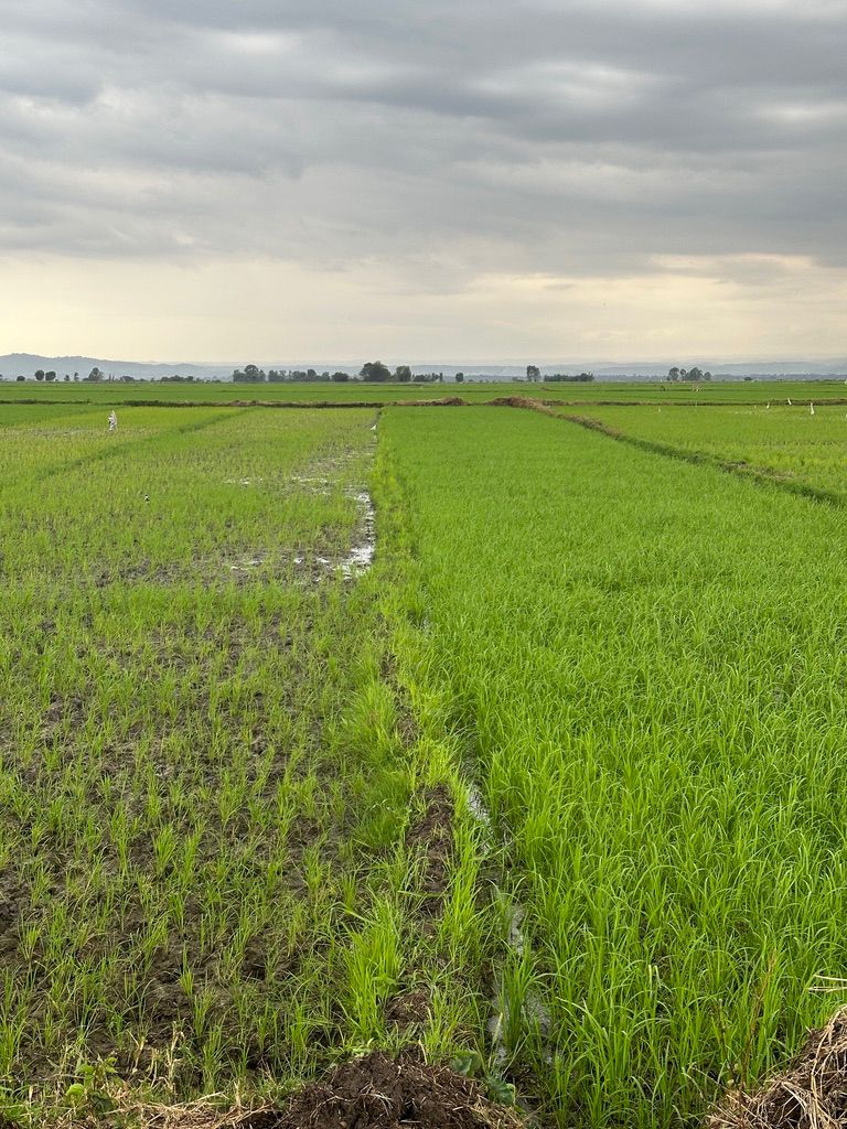 Rice field comparison with visibly different crop density on the left and right